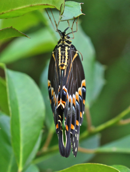 Palamedes Swallowtail recently emerged